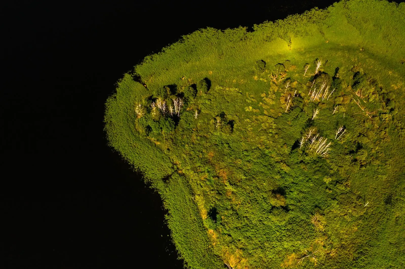 3d Forest Optimized